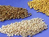 Plastic Wood Composite Material